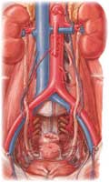 Le vie escretrici, la vescica e l'uretra (fig.1)